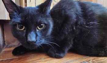 Boy George -  American Shorthair Cat for Adoption in Dallas, Texas - Boy George | PetCurious