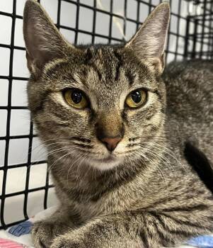 Rescue Domestic Short Hair Cats for Adoption in Johnston, Rhode Island - Esme | PetCurious