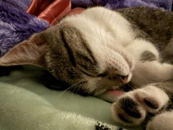 Quinn Be. -  Domestic Short Hair Cat for Adoption in West Peoria, Illinois - Quinn Be. | PetCurious