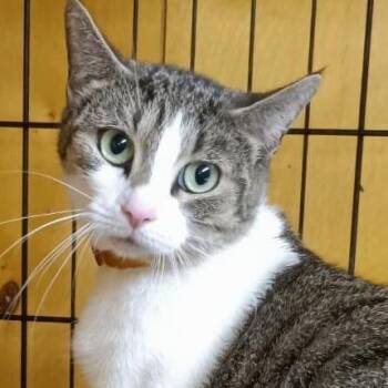 Cinderella -  Domestic Short Hair Cat for Adoption in Newark, New Jersey - Cinderella | PetCurious