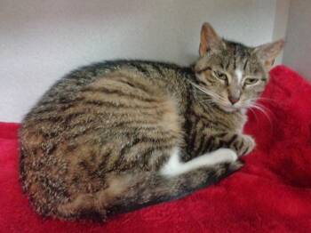 Rescue Tiger Cats for Adoption in Delhi, New York - ROSIE | PetCurious