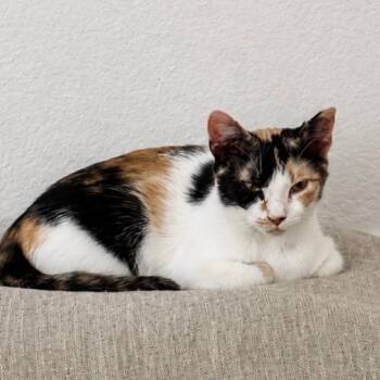 Valley -  Calico and Domestic Short Hair Cat for Adoption in Pottsboro, Texas - Valley | PetCurious