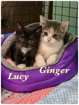 Ginger -  Calico Cat for Adoption in Clifton, New Jersey - Ginger | PetCurious