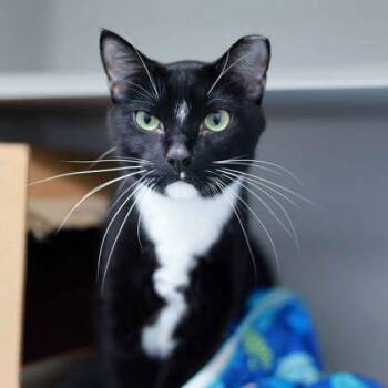 Toothless -  Domestic Short Hair Cat for Adoption in Atlanta, Georgia - Toothless | PetCurious