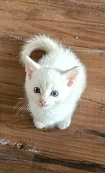 Rescue Siamese Cats for Adoption in San Jacinto, California - Gabriel | PetCurious