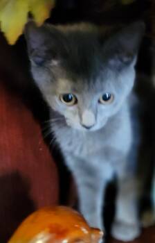 Rescue Domestic Short Hair Cats for Adoption in Hartford City, Indiana - Chrysanthemum | PetCurious