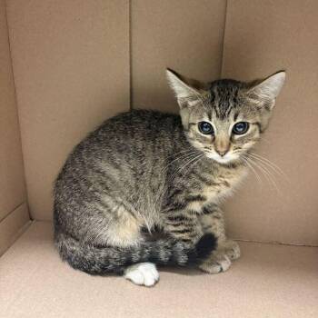 Goblan -  Domestic Short Hair Cat for Adoption in Davenport, Iowa - Goblan | PetCurious