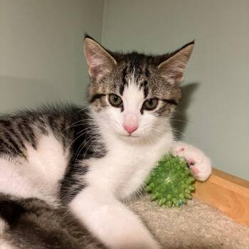 0626-109 Dolly -  Domestic Short Hair Cat for Adoption in Abingdon, Maryland - 0626-109 Dolly | PetCurious