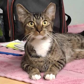 Rescue Domestic Short Hair Cats for Adoption in Vine Grove, Kentucky - Goodall (Goody) | PetCurious