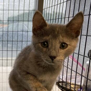Domestic Short Hair Cats Available for Adoption - Tango | PetCurious