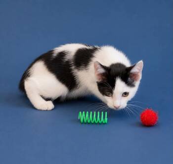 Jermaine (Sweet Bobtail) -  Domestic Short Hair Cat for Adoption in Mobile, Alabama - Jermaine (Sweet Bobtail) | PetCurious