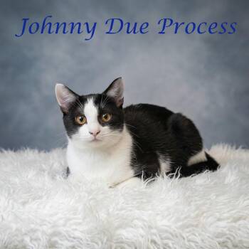 Johnny Due Process C26-290 -  Domestic Short Hair Cat for Adoption in Lebanon, Tennessee - Johnny Due Process C26-290 | PetCurious