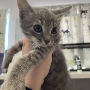 Domestic Short Hair Cats Available for Adoption - Mouth | PetCurious