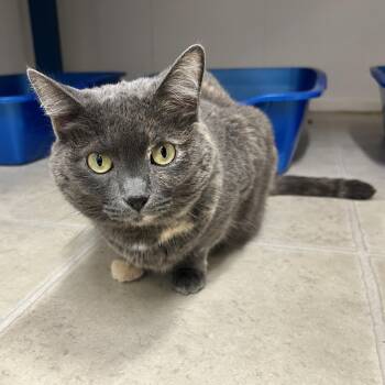 Clarice Rinaldi -  Dilute Tortoiseshell Cat for Adoption in Maple Ridge, British Columbia - Clarice Rinaldi | PetCurious