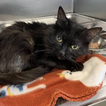 Goose -  Domestic Long Hair Cat for Adoption in Dekalb, Illinois - Goose | PetCurious