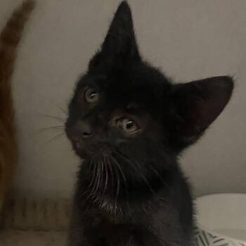 Domestic Short Hair Cats Available for Adoption in Dayton, Ohio - Captain D | PetCurious