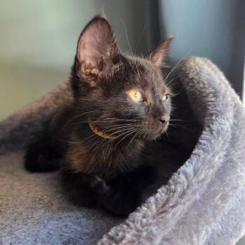 Jonas -  Domestic Short Hair Cat for Adoption in Normal, Illinois - Jonas | PetCurious
