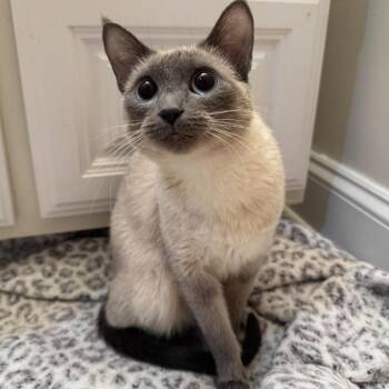 Jandi -  Siamese Cat for Adoption in Plainfield, Illinois - Jandi | PetCurious