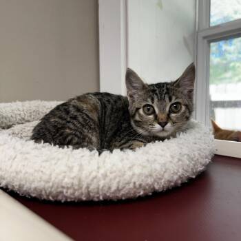Fireball -  Domestic Short Hair Cat for Adoption in Blue Ridge, Georgia - Fireball | PetCurious