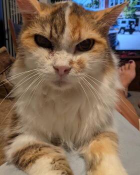 Chappell Roan -  Domestic Long Hair Cat for Adoption in Lincoln, Nebraska - Chappell Roan | PetCurious