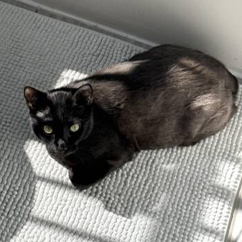 Domestic Short Hair Cats Available for Adoption in Las Vegas, Nevada - Lemon | PetCurious