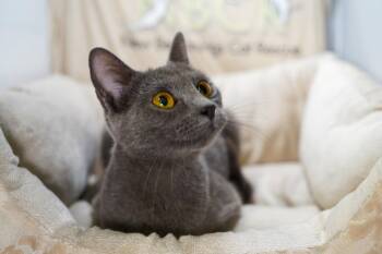 Russian Blue and Domestic Short Hair Cats Available for Adoption in Garland, Texas - Sable | PetCurious