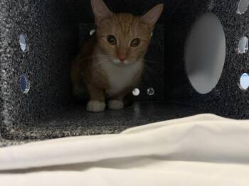 Sarah -  Domestic Short Hair Cat for Adoption in New York, New York - Sarah | PetCurious