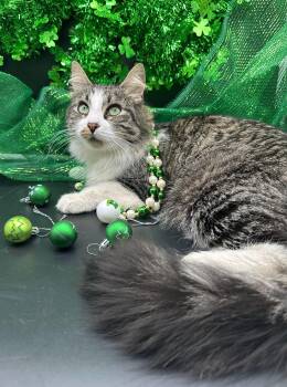 Domestic Long Hair Cats Available for Adoption in Huntington Beach, California - Mocha | PetCurious