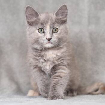 Baklava -  Domestic Medium Hair Cat for Adoption in Sunnyvale, California - Baklava | PetCurious