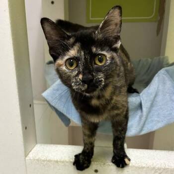 Mistress Chaos -  Domestic Short Hair Cat for Adoption in San Antonio, Texas - Mistress Chaos | PetCurious