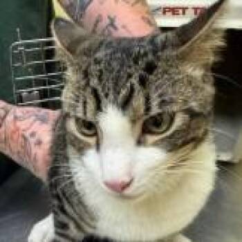 Domestic Short Hair Cats Available for Adoption in New York, New York - Tom | PetCurious