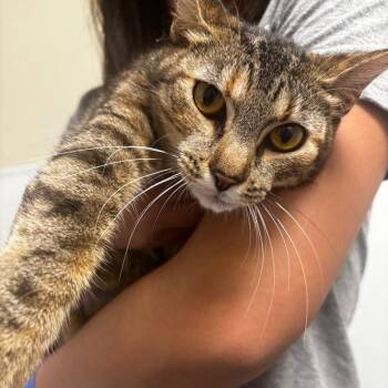 Lozen -  Domestic Short Hair Cat for Adoption in Tulsa, Oklahoma - Lozen | PetCurious
