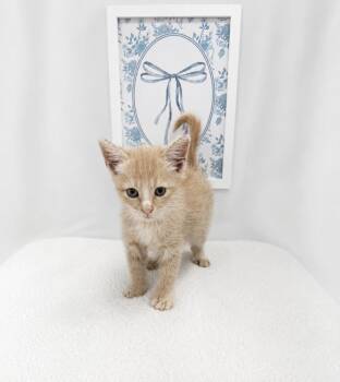 Preston -  Domestic Short Hair Cat for Adoption in Winnsboro, South Carolina - Preston | PetCurious