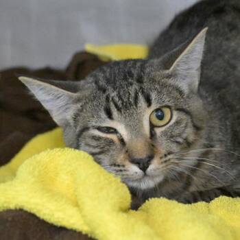 Domestic Short Hair Cats Available for Adoption - Mesquite | PetCurious