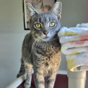 Glenn -  Domestic Short Hair Cat for Adoption in Watertown, Wisconsin - Glenn | PetCurious