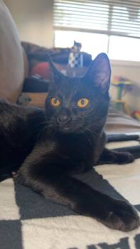 Rescue Bombay and Domestic Short Hair Cats for Adoption in Napa, California - Boo ( Nicole ) | PetCurious