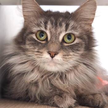 Domestic Long Hair Cats Available for Adoption in Belmont, New York - Keira | PetCurious
