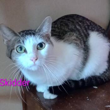 Skidder -  Domestic Short Hair Cat for Adoption in Grand Rapids, Minnesota - Skidder | PetCurious
