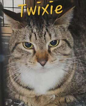 Domestic Short Hair Cats Available for Adoption - Twixie | PetCurious