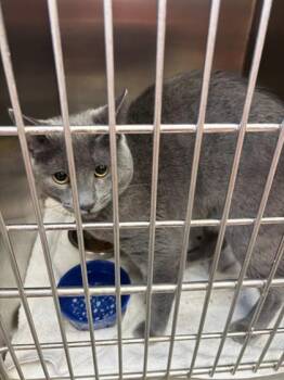 Domestic Short Hair Cats Available for Adoption in Baraboo, Wisconsin - Spike | PetCurious