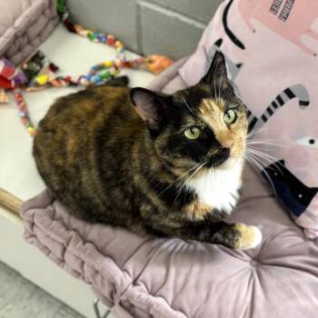 Domestic Short Hair Cats Available for Adoption in Bardstown, Kentucky - Meekers | PetCurious