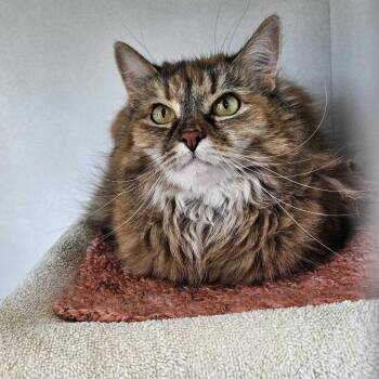 Cookie -  Domestic Medium Hair Cat for Adoption in Dover, New Hampshire - Cookie | PetCurious