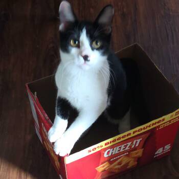 Romeo -  Domestic Short Hair Cat for Adoption in East Amherst, New York - Romeo | PetCurious