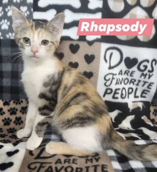 Rescue Domestic Short Hair Cats for Adoption in Cosby, Tennessee - Rhapsody | PetCurious