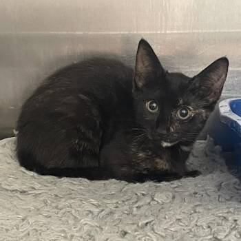 Domestic Short Hair Cats Available for Adoption in Port Charlotte, Florida - Neptune | PetCurious