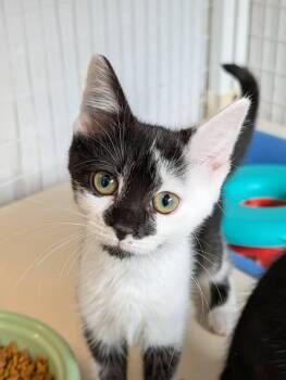 Rhonda -  Domestic Short Hair Cat for Adoption in Chambersburg, Pennsylvania - Rhonda | PetCurious