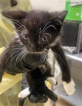 Socks -  Domestic Short Hair Cat for Adoption in Nashville, Tennessee - Socks | PetCurious