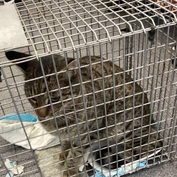 Oliver -  Domestic Short Hair Cat for Adoption in Montgomery, Alabama - Oliver | PetCurious