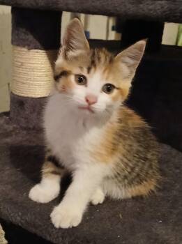 Rescue Domestic Short Hair Cats for Adoption in Tillsonburg, Ontario - HASH BROWN | PetCurious