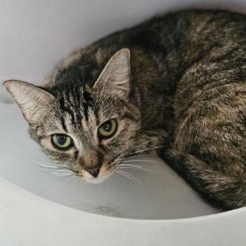 Calypso -  Domestic Short Hair Cat for Adoption in Lakewood, Colorado - Calypso | PetCurious